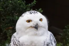 Schnee-Eule (Bubo scandiacus) in Grugapark Essen