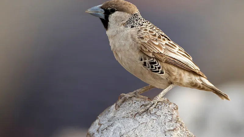 Sociable weaver in Etosha National Park