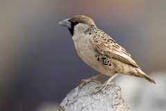 Sociable weaver in Etosha National Park