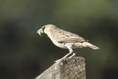 Sociable weaver perched on a weathered post with an insect in its bill
