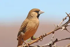 Sociable weaver (Philetairus socius), Tswalu Kalahari Reserve, South Africa
