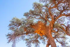 Sociable weaver nest (Philetairus socius), Sossusvlei, Namibia