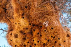 Sociable weaver nest (Philetairus socius), Sossusvlei, Namibia
