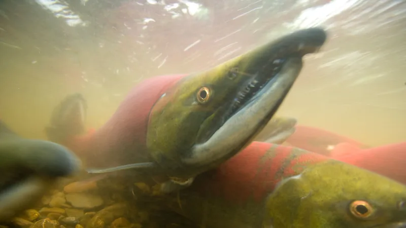 Red spawning sockeye with a green head swimming over gravel