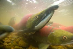 Sockeye Salmon