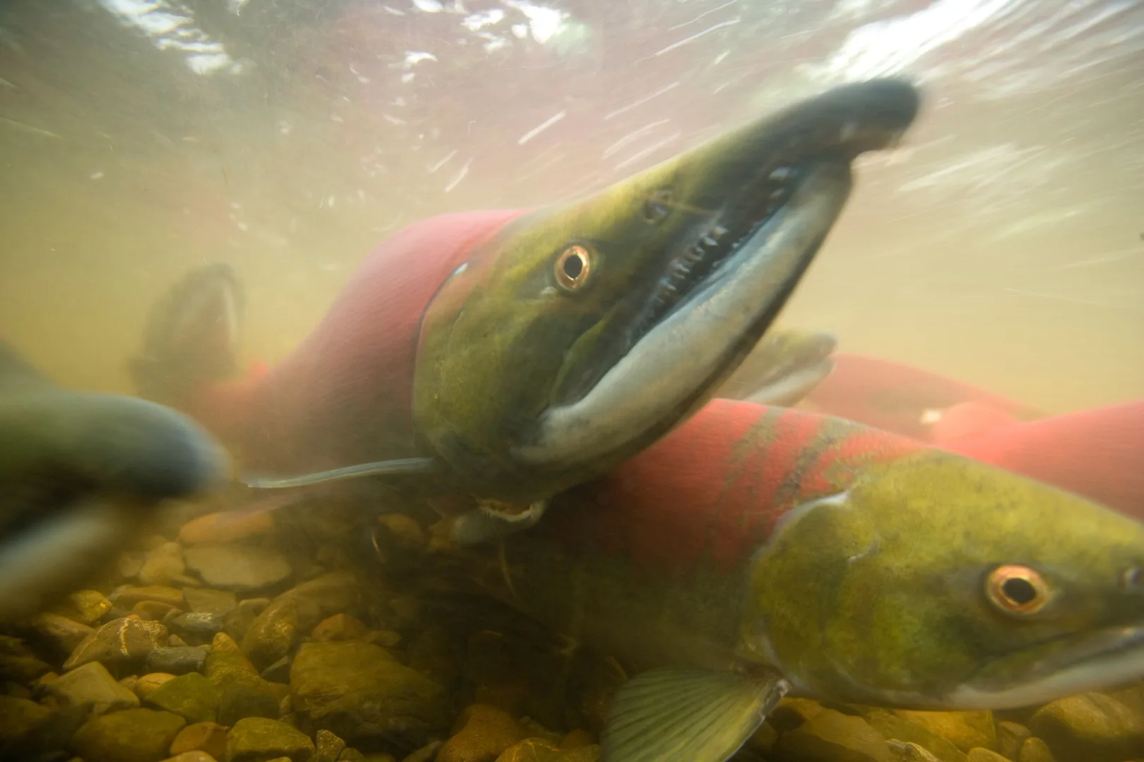 Red spawning sockeye with a green head swimming over gravel