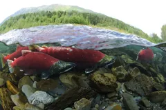 Red sockeye in a shallow stream, seen at the waterline
