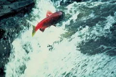 Bright red sockeye leaping through white water