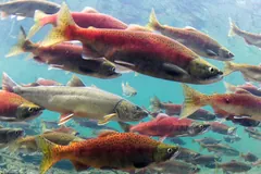 School of red sockeye underwater
