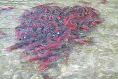 Dense red school of sockeye in a clear shallow river