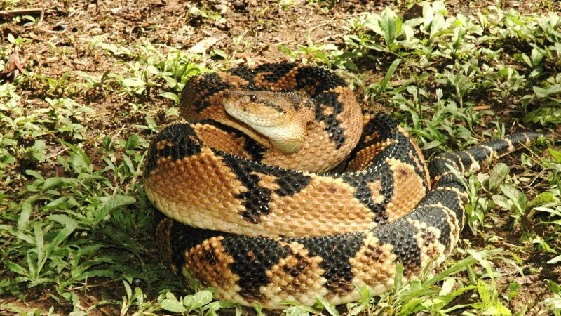 South American bushmaster (Lachesis muta) coiled on the ground among low green plants, its head resting on its coils