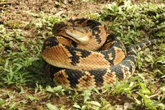 South American bushmaster (Lachesis muta) coiled on the ground among low green plants, its head resting on its coils
