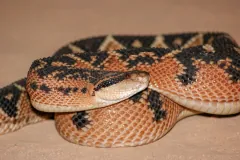 South American bushmaster coiled on bare ground, its orange scales marked with black diamonds