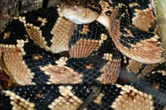 Close view of a bushmaster's coils, black diamonds on tan scales