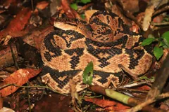 South American bushmaster coiled among red and brown leaves on the forest floor