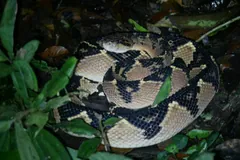 Bushmaster coiled among green plants at night, its black and cream diamond pattern clear