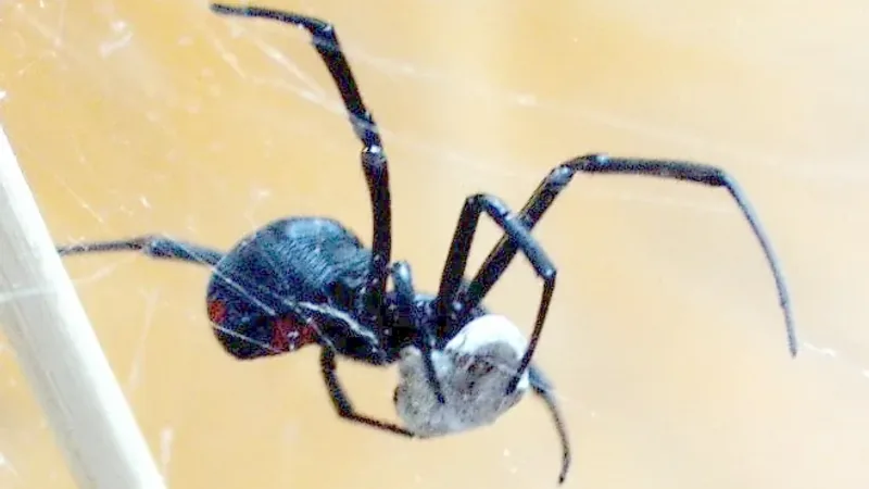 Southern black widow hanging in its web, holding a white silk-wrapped bundle, with red markings on its black abdomen