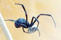 Southern black widow hanging in its web, holding a white silk-wrapped bundle, with red markings on its black abdomen