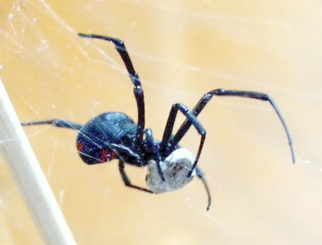 Southern black widow hanging in its web, holding a white silk-wrapped bundle, with red markings on its black abdomen