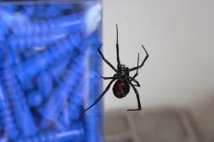 Southern black widow hanging in a web in a garage, its red hourglass showing beside a clear box of blue screws