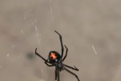 Southern black widow from below in its web, with a bright orange hourglass on its glossy black abdomen