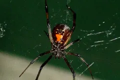 Southern black widow hanging in its web at night against a dark green background, an orange hourglass on its underside