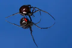 Southern black widow walking on a glossy surface that reflects its red-marked underside against a blue background