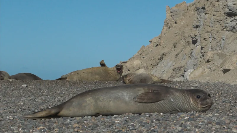 Southern elephant seal lying on a pebble beach below a rocky bluff, with others resting behind and one calling open-mouthed