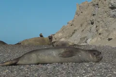 Southern elephant seal lying on a pebble beach below a rocky bluff, with others resting behind and one calling open-mouthed