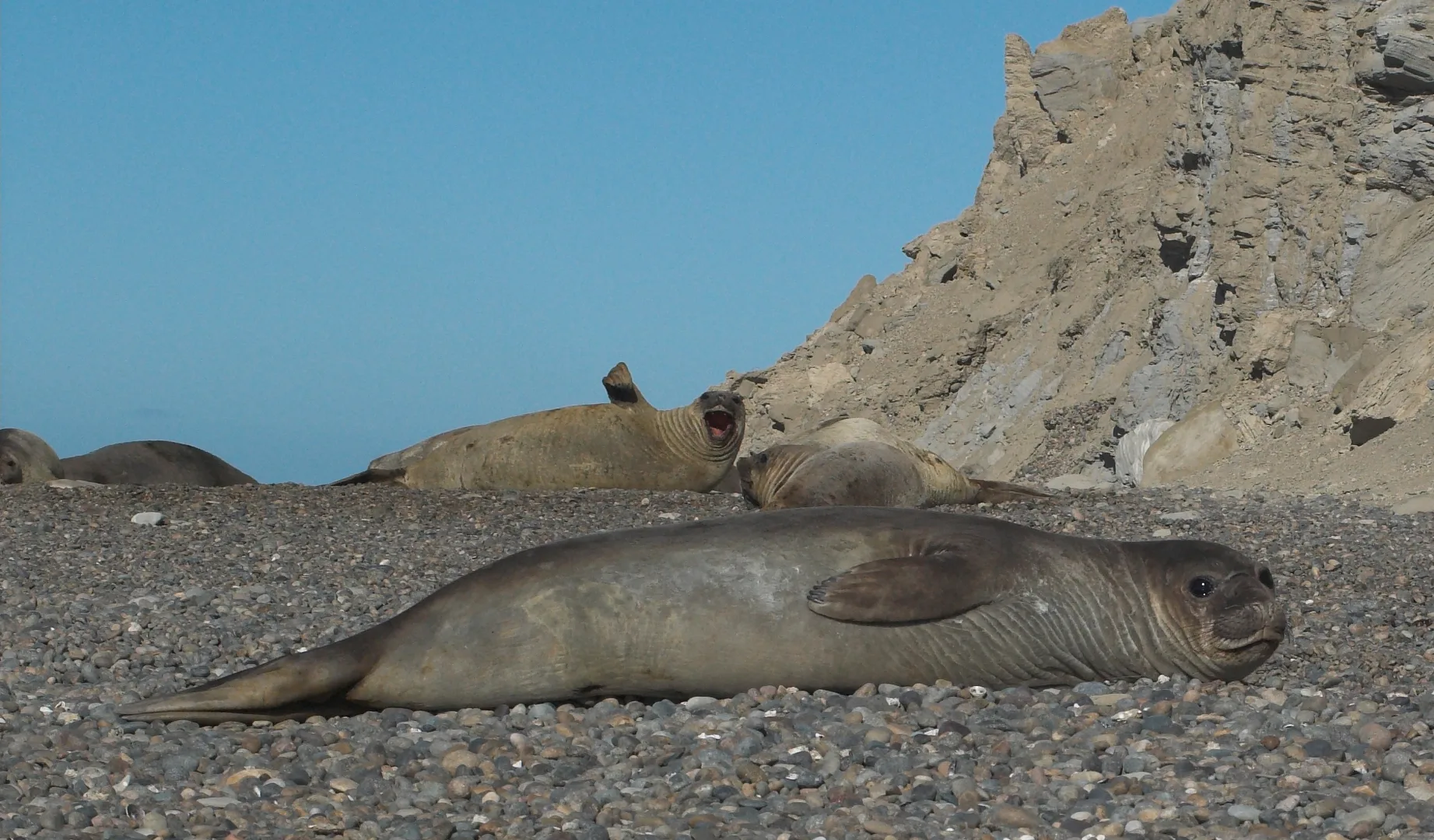 Southern Elephant Seal