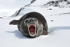 Young southern elephant seal lying on snow with its mouth wide open, snowy slopes behind