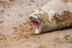 Moulting southern elephant seal lying on mud with its mouth wide open, old skin peeling from its face and back