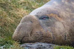 Close view of a male southern elephant seal's drooping nose and half-closed eye as it rests on grass