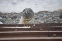 Female southern elephant seal peering over a row of rusty rails on a stony shore