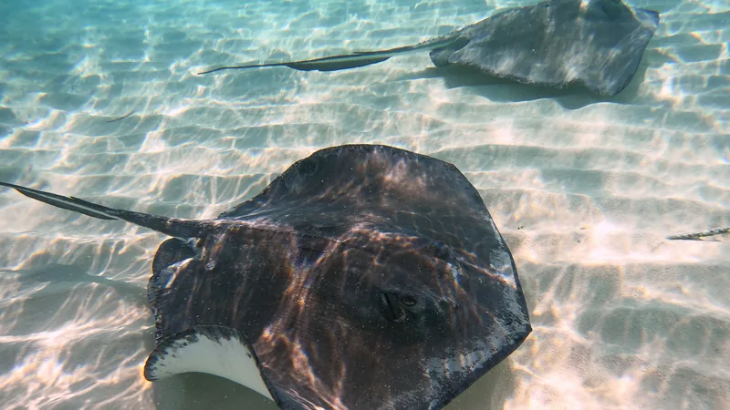 Southern stingray gliding over pale sand in shallow water in the Cayman Islands