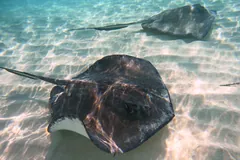 Southern stingray gliding over pale sand in shallow water in the Cayman Islands