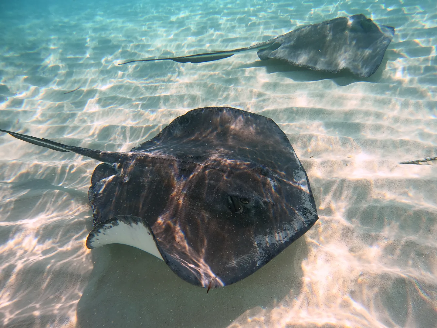 Southern stingray gliding over pale sand in shallow water in the Cayman Islands