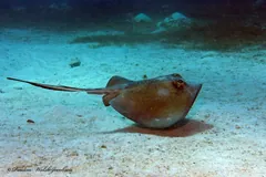 Southern stingray resting on the sand with its long whip-like tail behind it