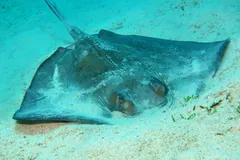 Southern stingray partly buried in sand, eyes and spiracles showing, US Virgin Islands
