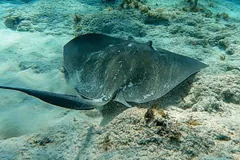 Diamond-shaped southern stingray swimming over a sandy seabed