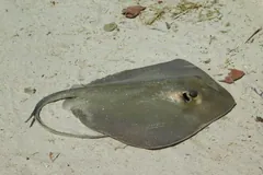 Grey southern stingray lying flat on sand, seen from above