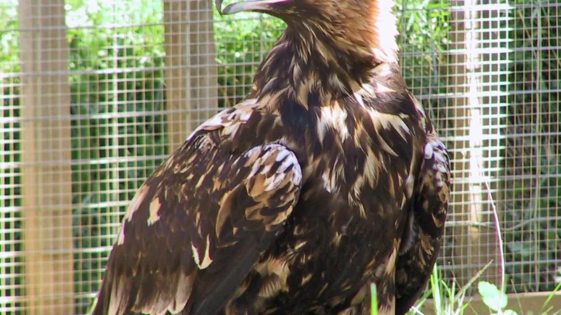 Spanish Imperial Eagle (Aquila adalberti) in natural habitat