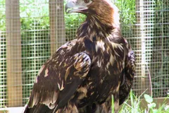 Spanish Imperial Eagle (Aquila adalberti) in natural habitat