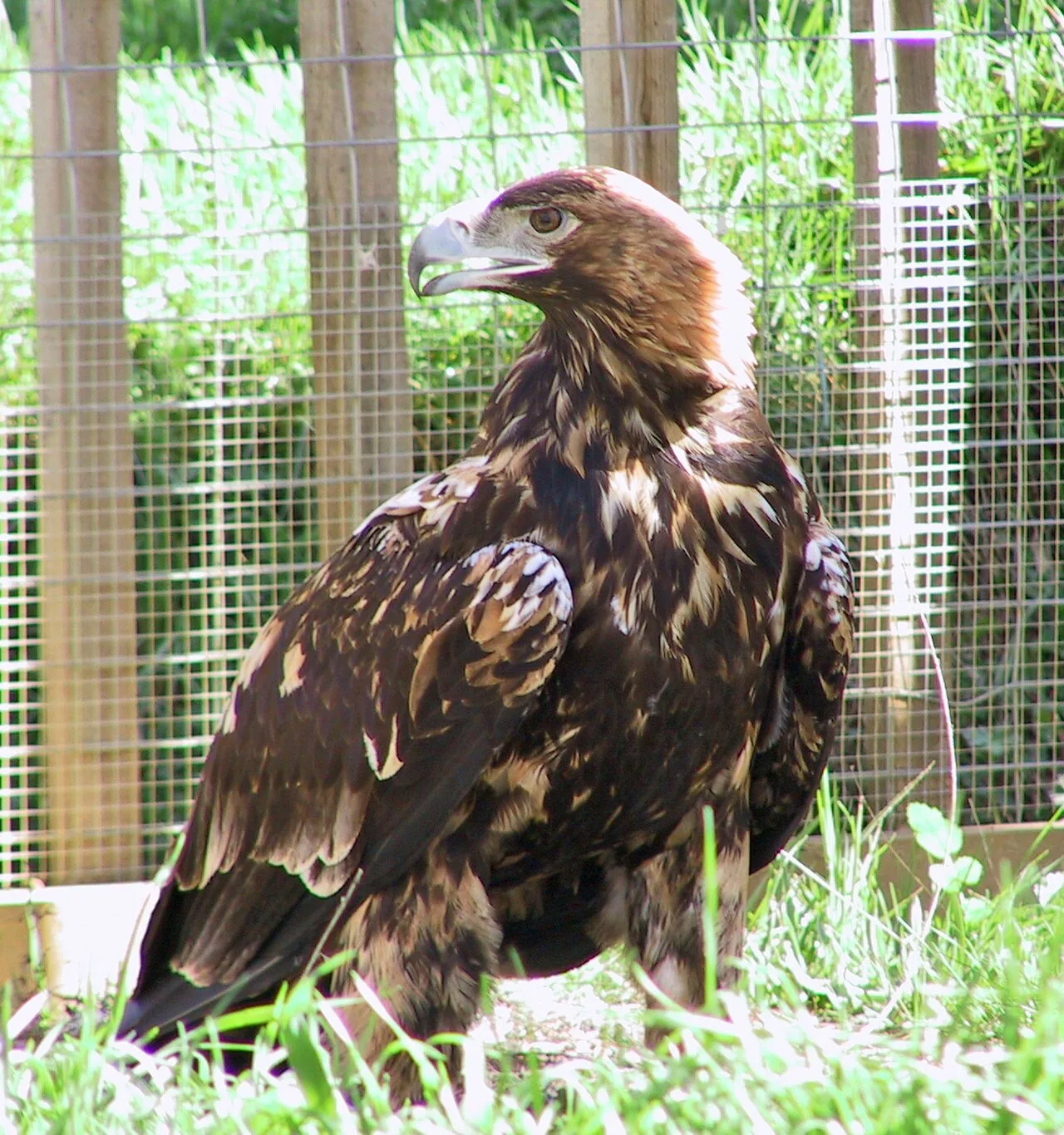 Spanish Imperial Eagle (Aquila adalberti) in natural habitat
