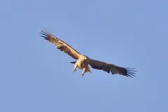 Spanish Imperial Eagle (Aquila adalberti) in natural habitat