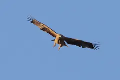 Spanish Imperial Eagle (Aquila adalberti) in natural habitat