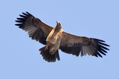 Spanish Imperial Eagle (Aquila adalberti) in natural habitat