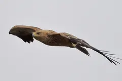 Spanish Imperial Eagle (Aquila adalberti) in natural habitat