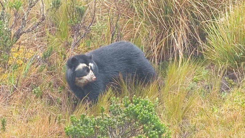 Black bear with cream rings around its eyes and a pale muzzle in tall paramo grass