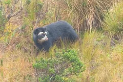 Black bear with cream rings around its eyes and a pale muzzle in tall paramo grass